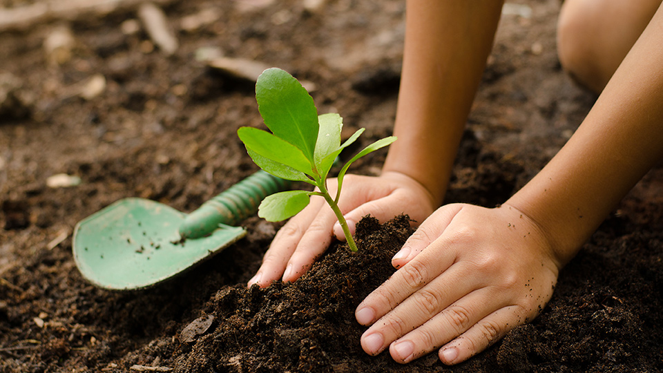 Hands around a small plant pressing the soil at the base with a green trowel by the side