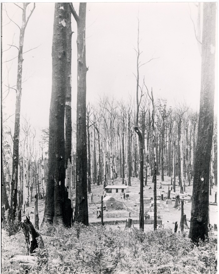 Image of Logging in Kinglake for saw mills