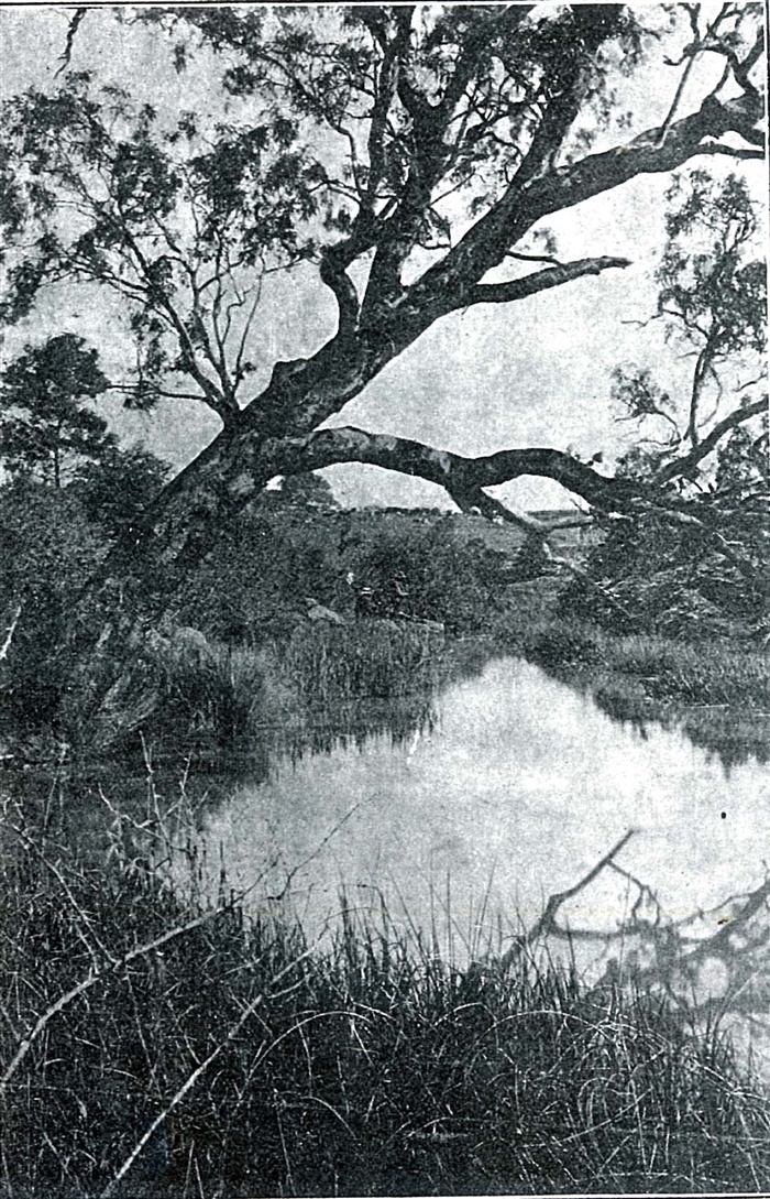 Image of Darebin Creek, Reservoir in 1926.[LHRN1793]