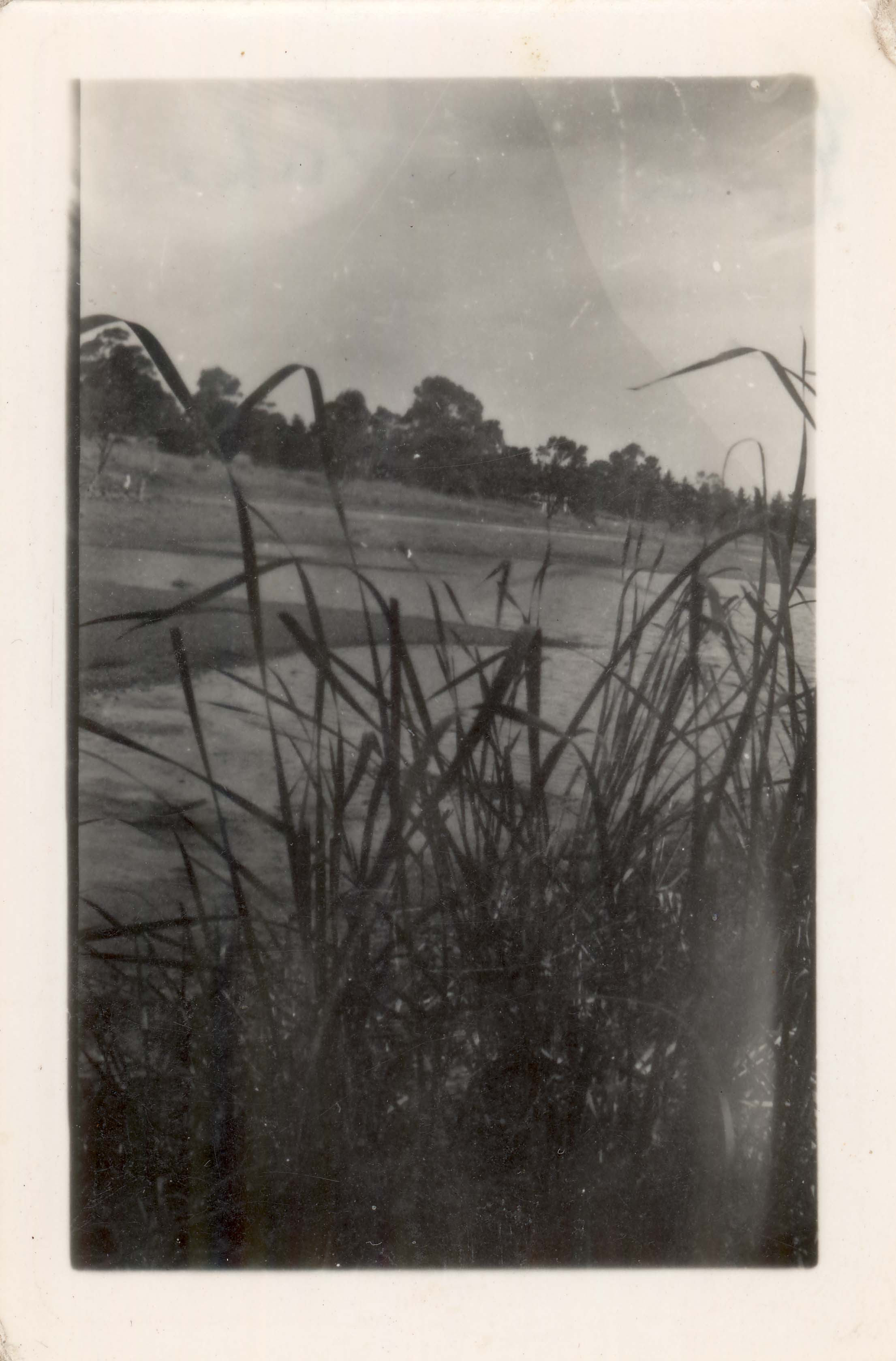 Image of Reeds at Edwardes Lake