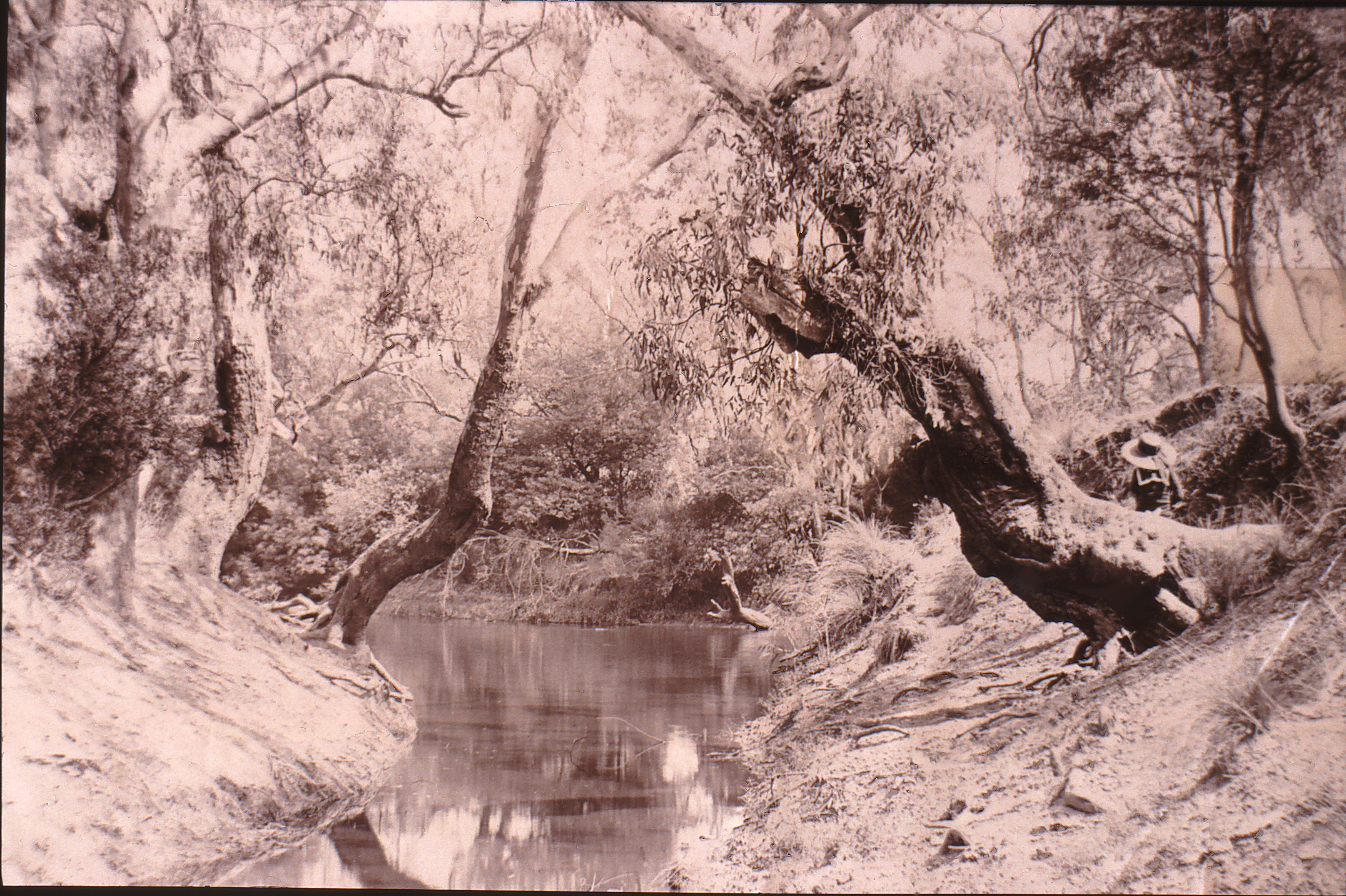 Image of creek bed and trees