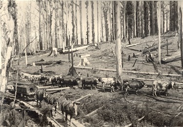 Image of Logging in Kinglake