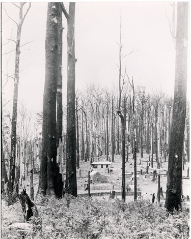 Image of Logging in Kinglake for saw mills