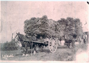 Image of A hay cart and horse belonging to the Woods family [LHRN2012]