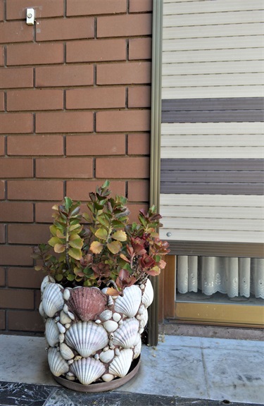 Potplant with doorbell in front of brown brick and roller blind with lace curtain peeking out