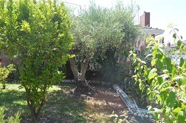 Shells of Wilson Boulevard with olive and citrus trees