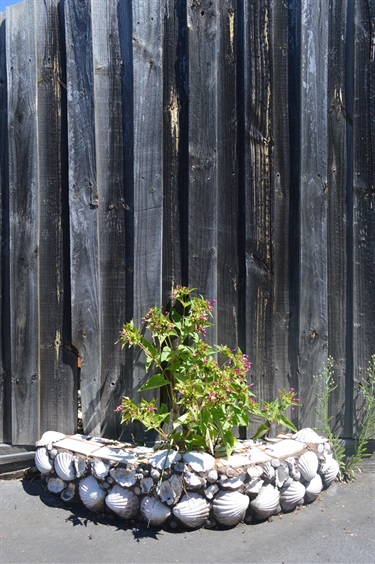 Shrub decorated with shells along fence