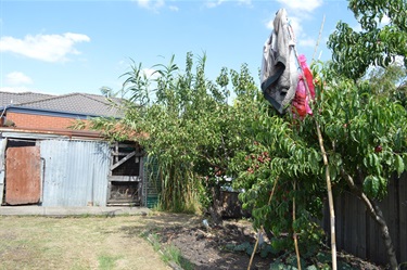 Chook house with fruit trees and bamboo. Bird scarers on the garden