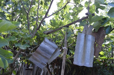 Fig tree and metal sheets to scare birds