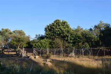 Sheep in the dappled morning light with temporary fencing