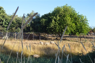 Sheep in the dappled morning light with walnut tree and temporary fencing