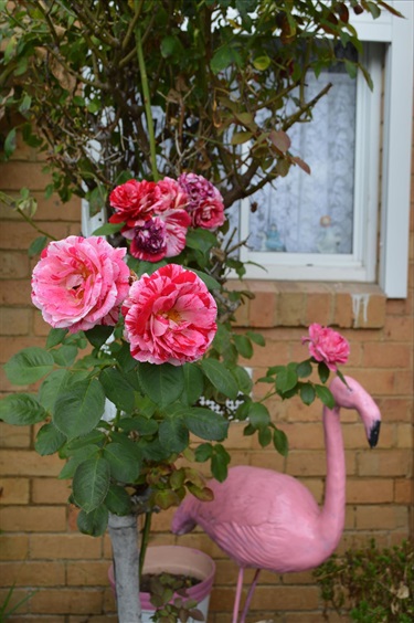 Flamingo and roses in front of lace curtain